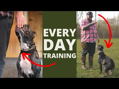 5 dog training exercises you should do every day at home