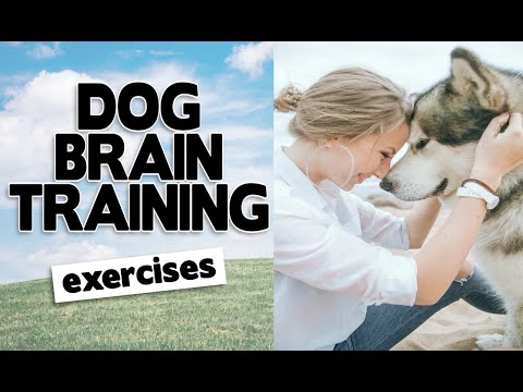 dog brain training