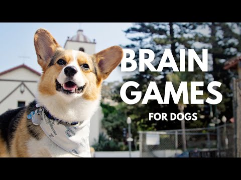 simple mental stimulation exercises for dogs
