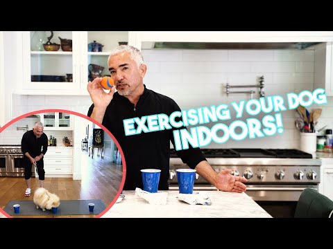 three great ways to exercise with your dogs when you stayhome